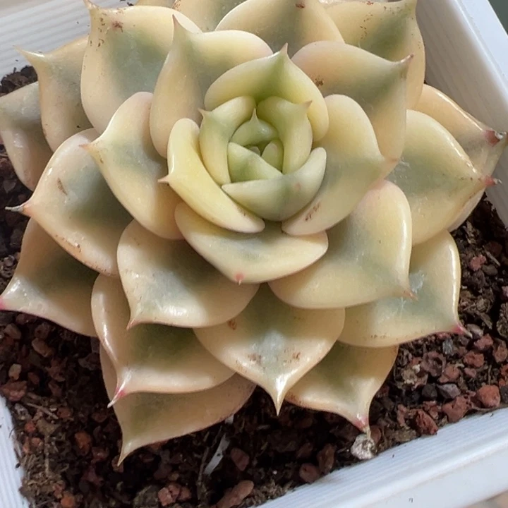 贝加尔湖锦多肉植物565