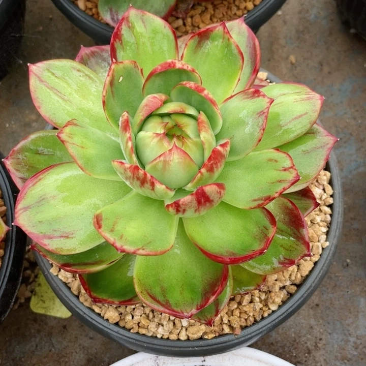 惊鸿仙子多肉植物6822