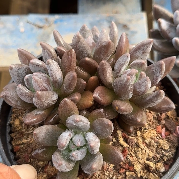 黑美人惊鸿一物一拍包装收缩花旱