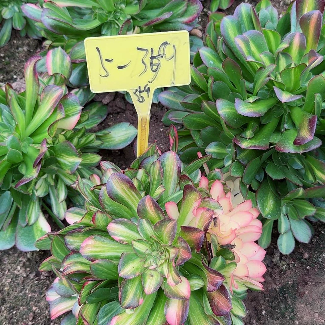 泽*5-359+++多头多肉植物