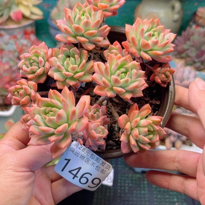 大1469:？zvxvvvvcvv