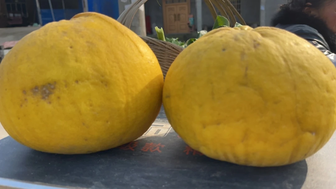 重庆老树子梁平柚包邮