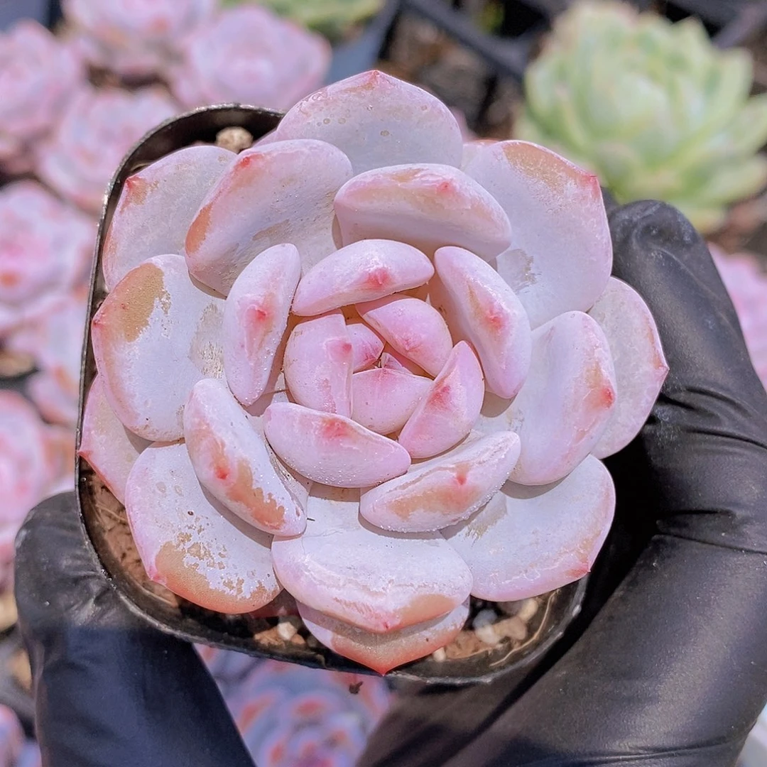 0529- 星星橙小单头一颗 量拍