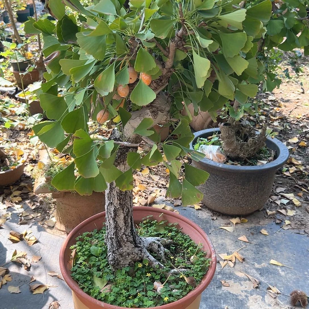 七***彩无花朵不带盆银杏盆景带果