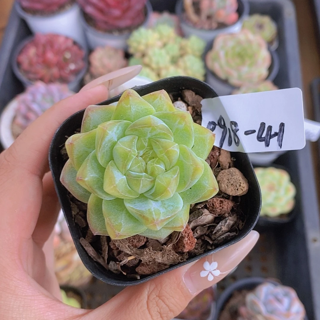 0918-41-粉钻单头福利一颗一物一拍