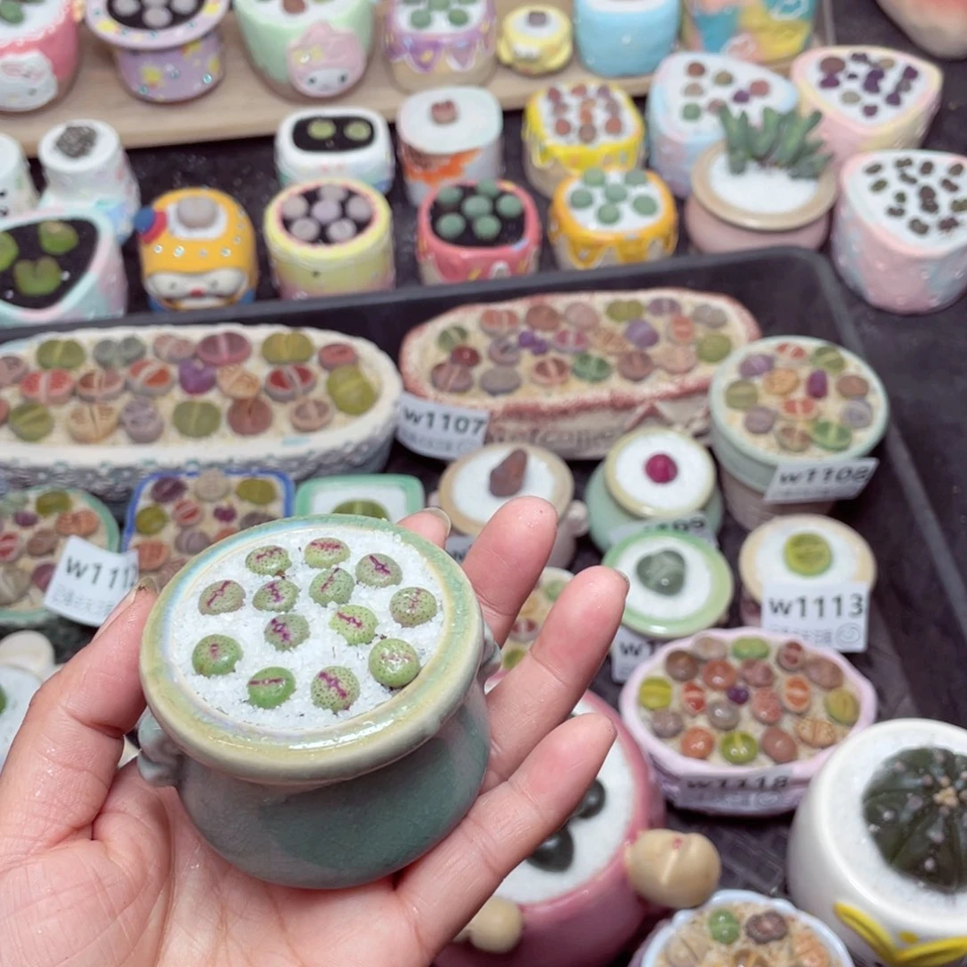 w1126 -零下地区拍保温箱 -15支持寄养