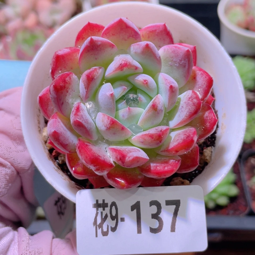 花利美9-137新品单头
