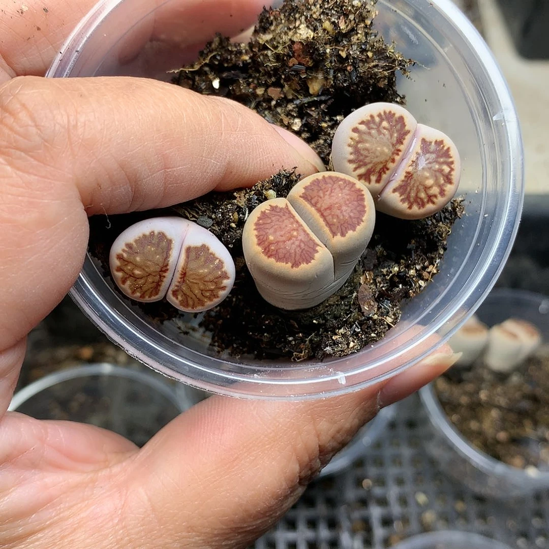 G377多肉植物保护研究所