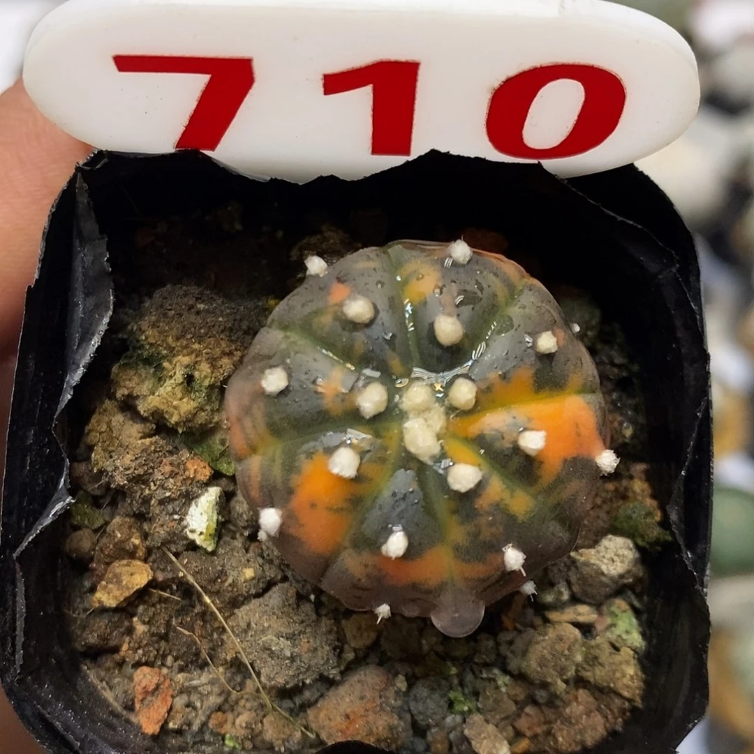 710兜锦福利特价来了