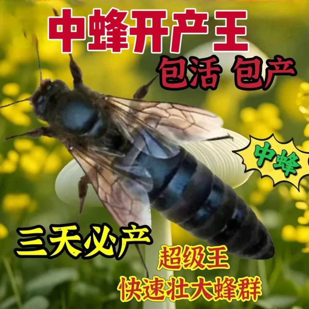 中蜂阿坝、红环(新开产王)蜂王种王出售中蜂蜂王蜜蜂中华蜜蜂养殖