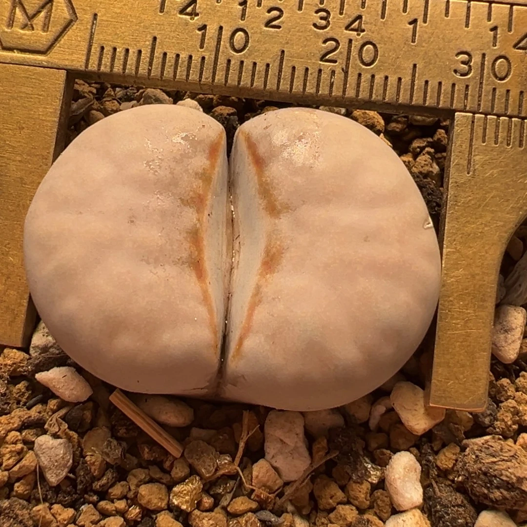 粉唇母本3厘米多肉