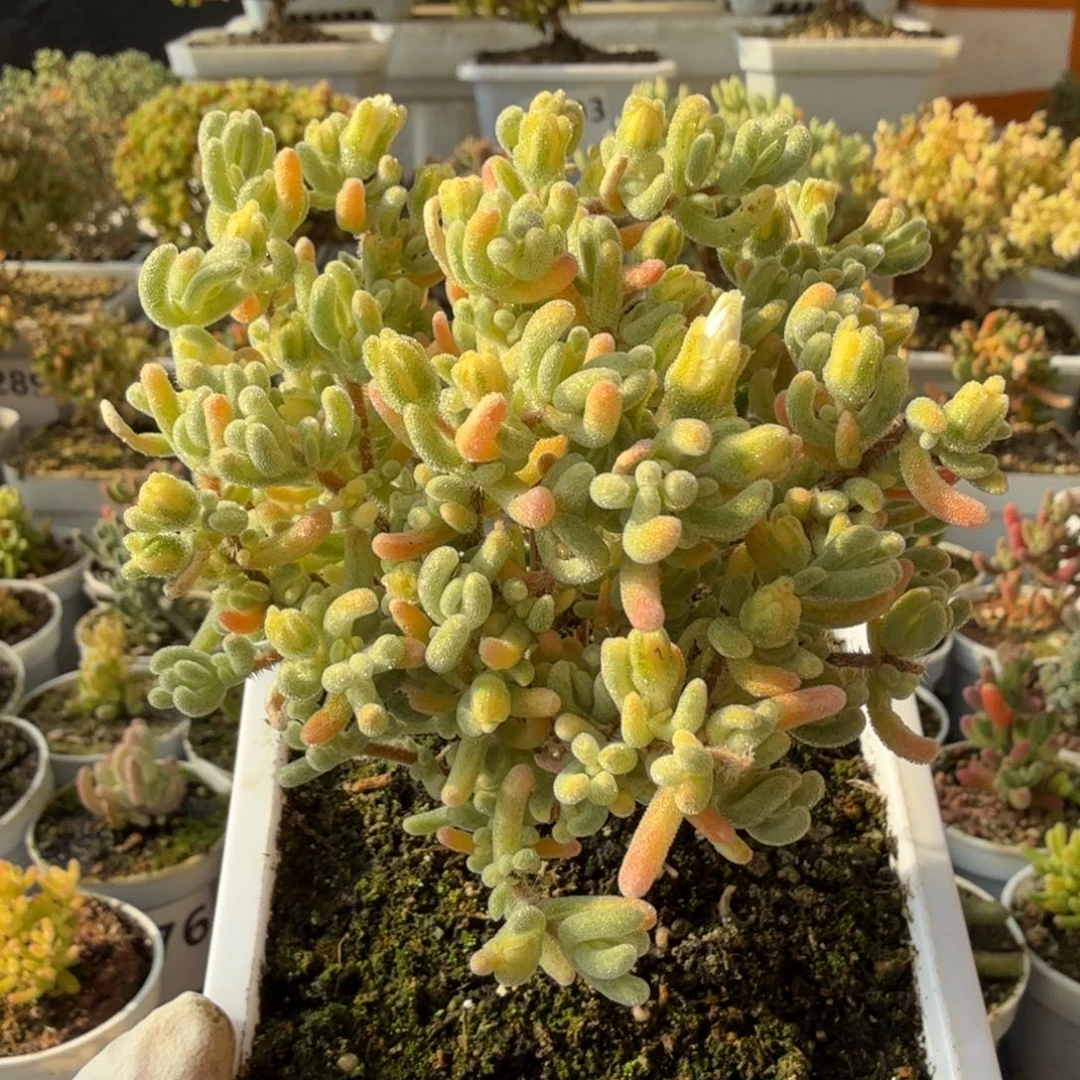 A756橙叶白锦枝干