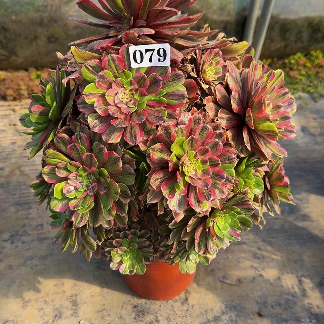 079花脸粉黛多肉植物