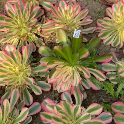 三**枝741女巫花脸满25包邮多肉