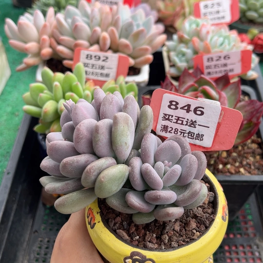 表妹精品多肉植物846.