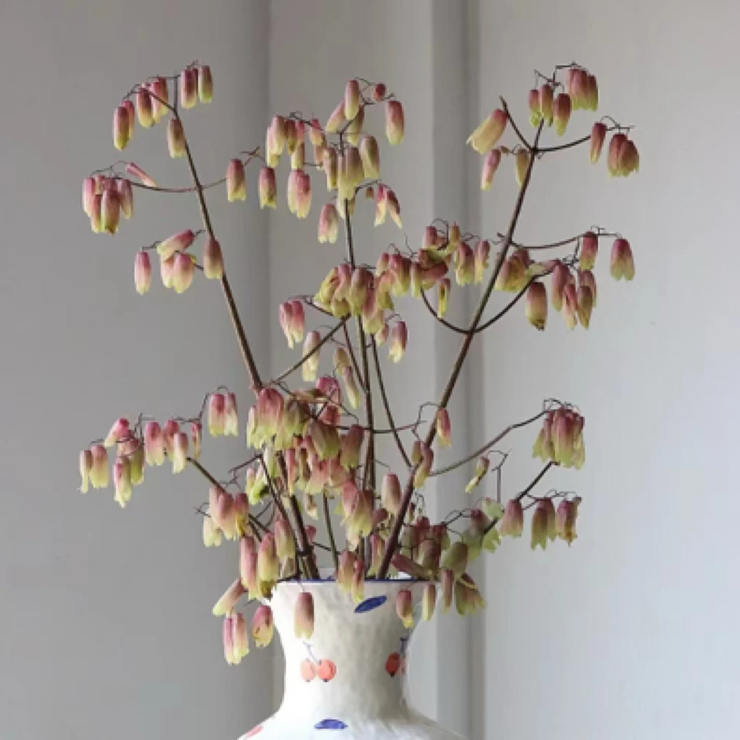 【香羿鲜花】天灯一扎/全场任意满两单及以上包邮
