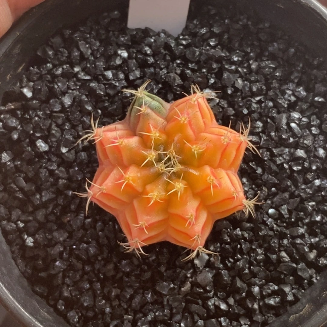 精品米哈—脱土发货