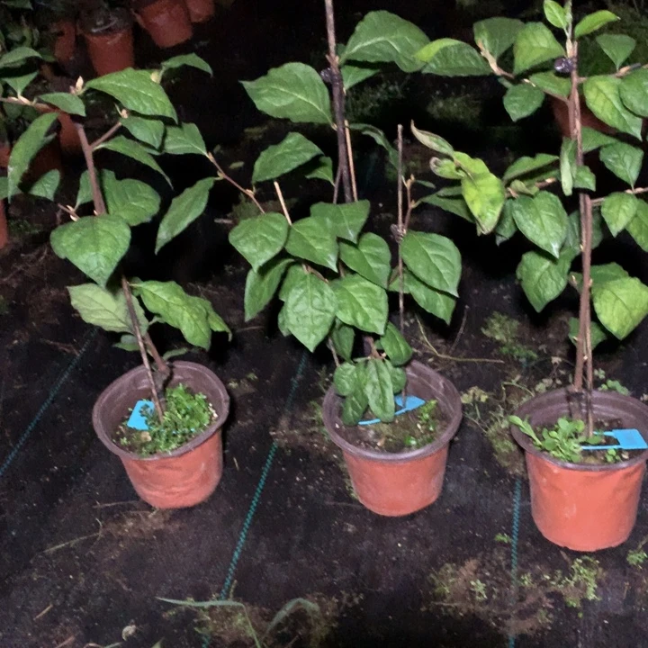 完全开放金陵王嫁接苗38.8