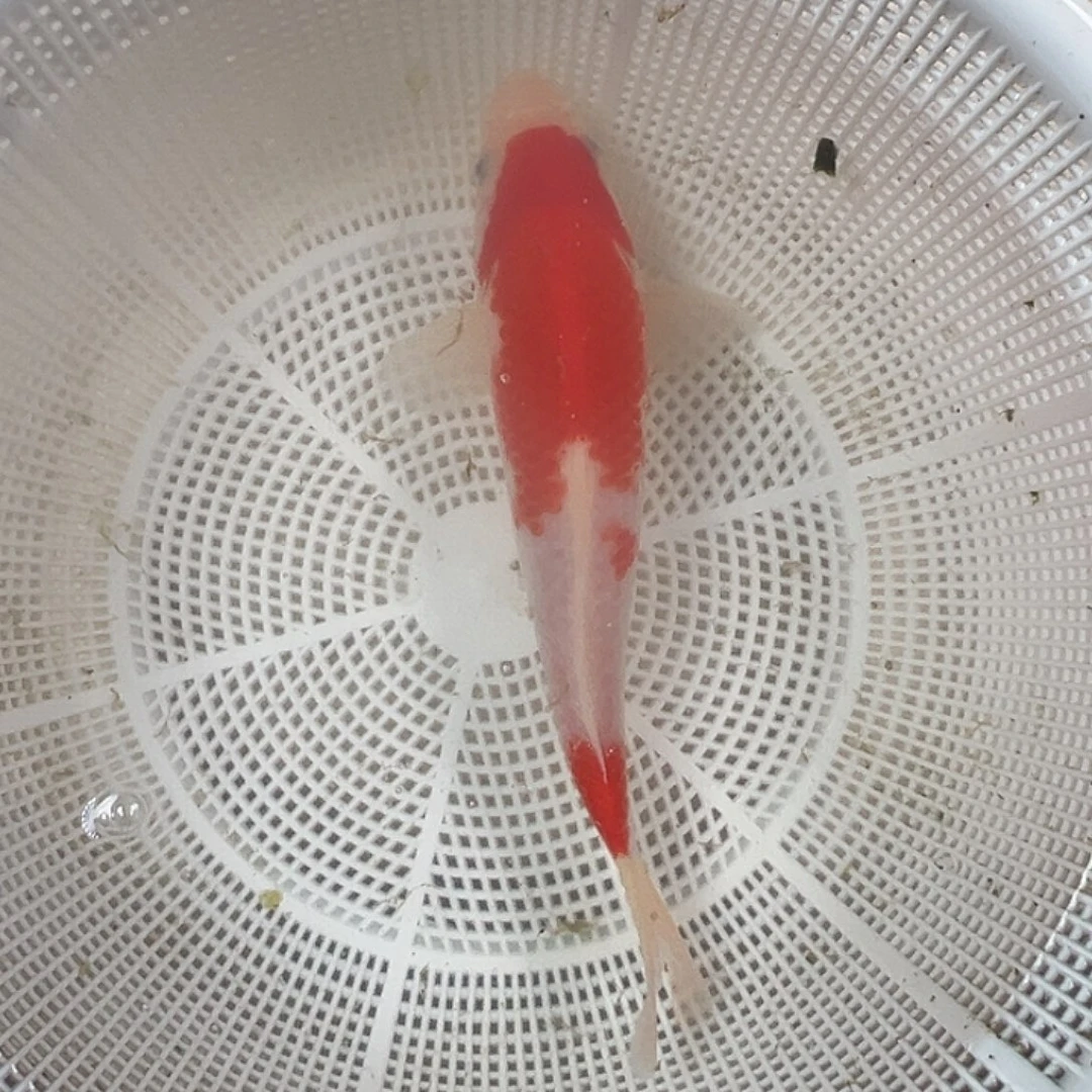锦鲤血统锦鲤养殖