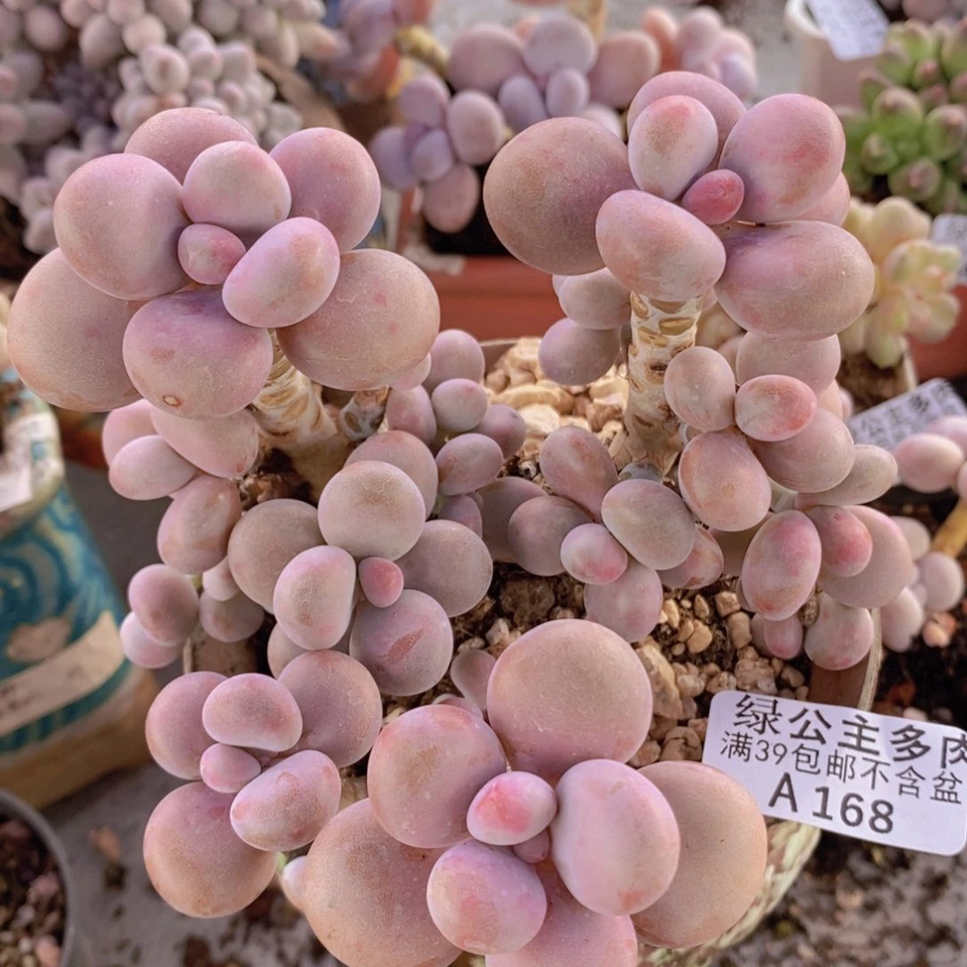 腰子桃蛋12cm168多肉植物