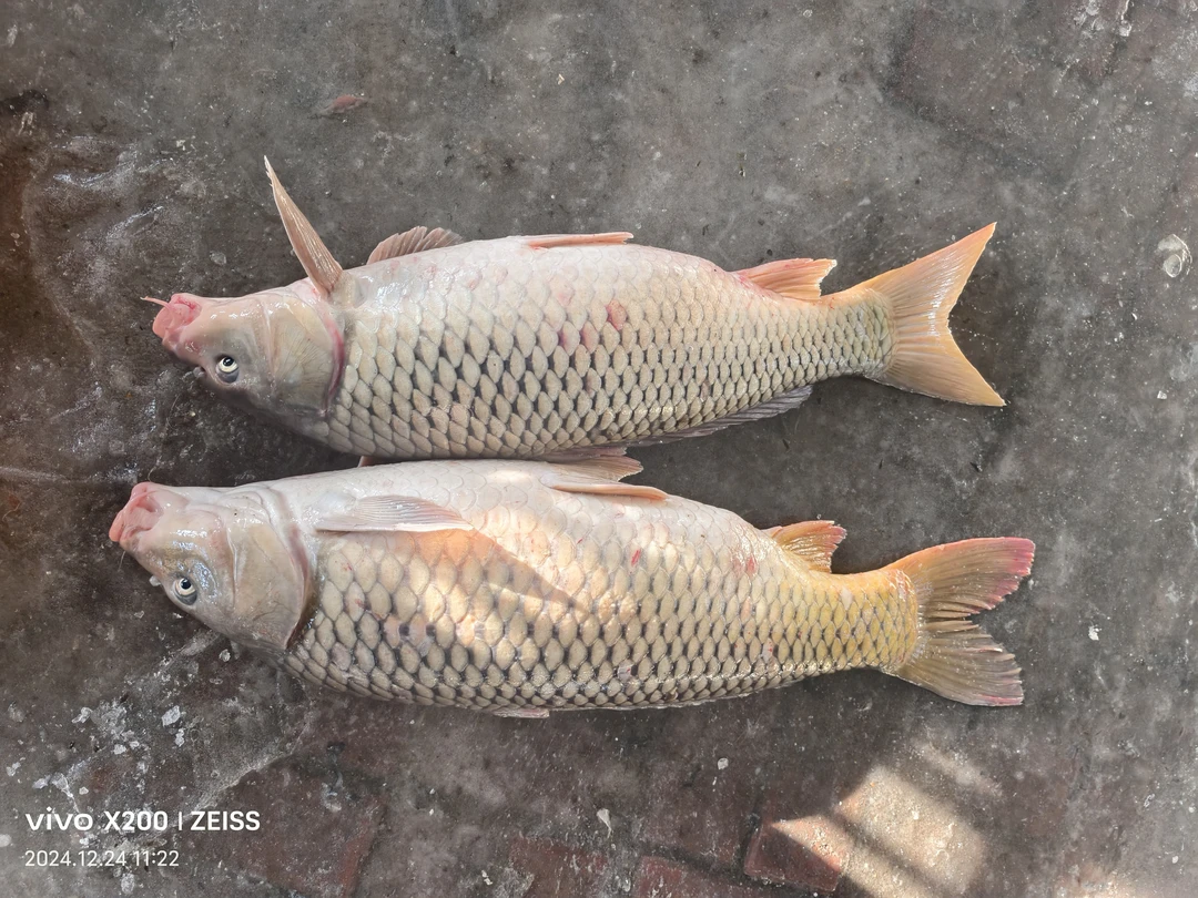 东北野生大里子，顺丰包邮到家