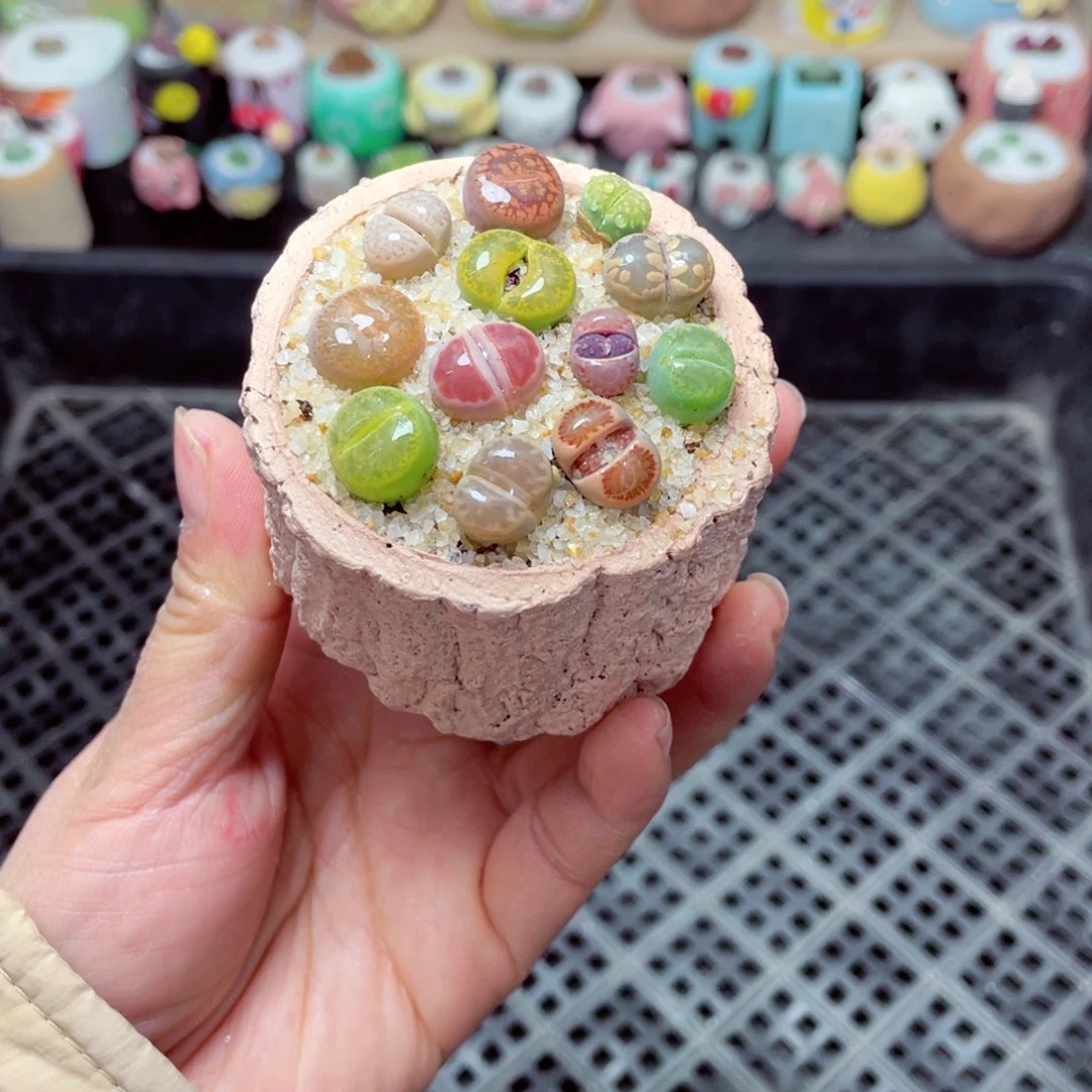 w5654 带盆土发货 -零下地区拍保温箱