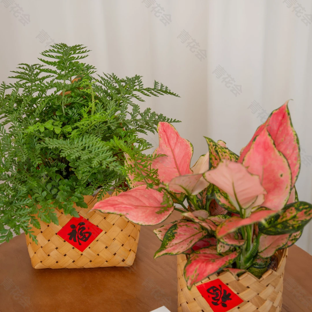 吉利红吉姆蕨绿植保佑盆栽室内美化家居环境
