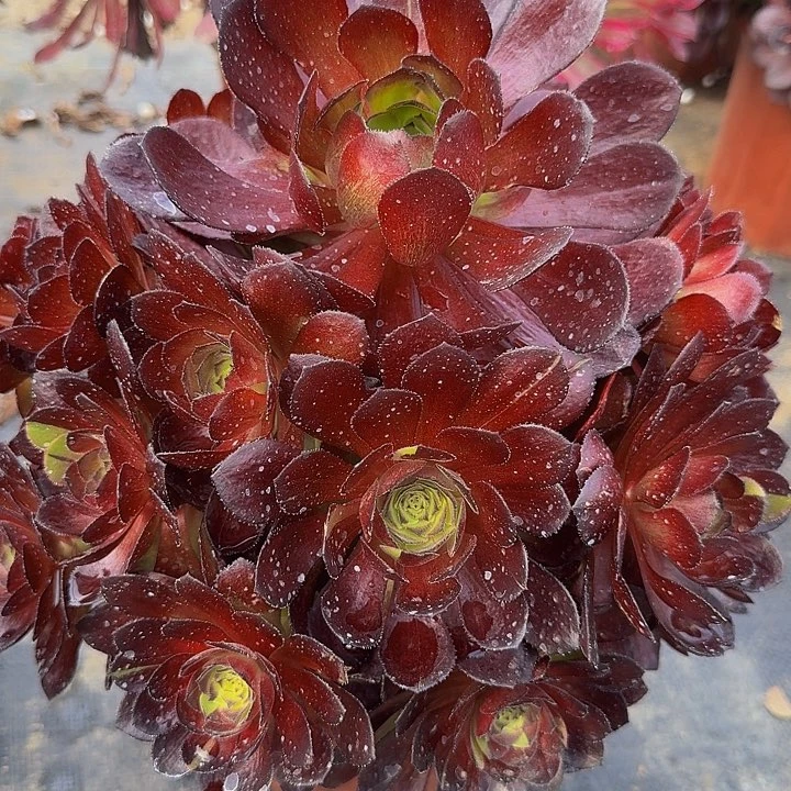 精品黑骑士捧花亏本福利