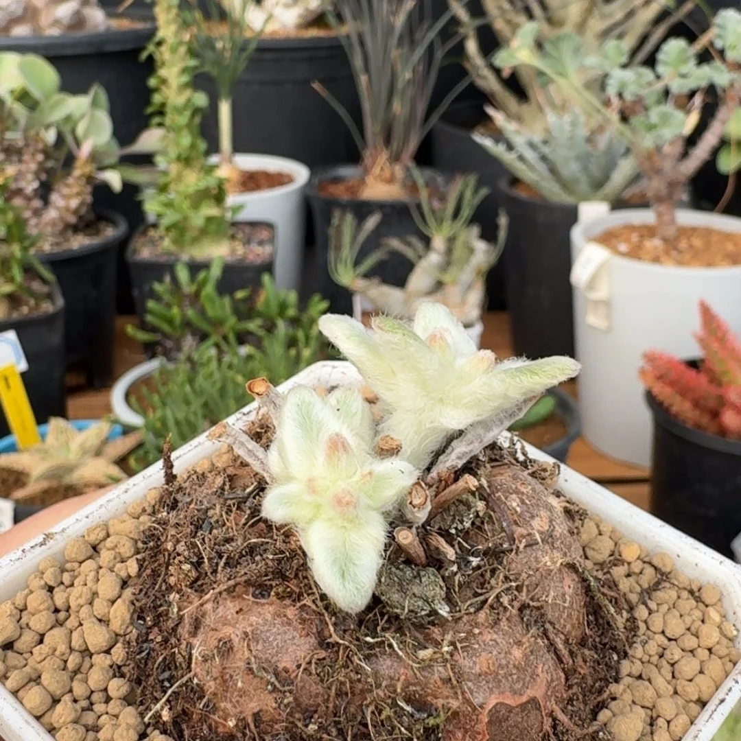 红花断崖女王一物一拍多肉