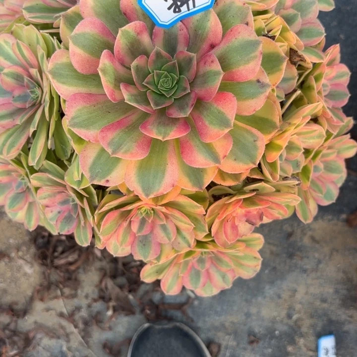 雨荷多肉法师不包损70