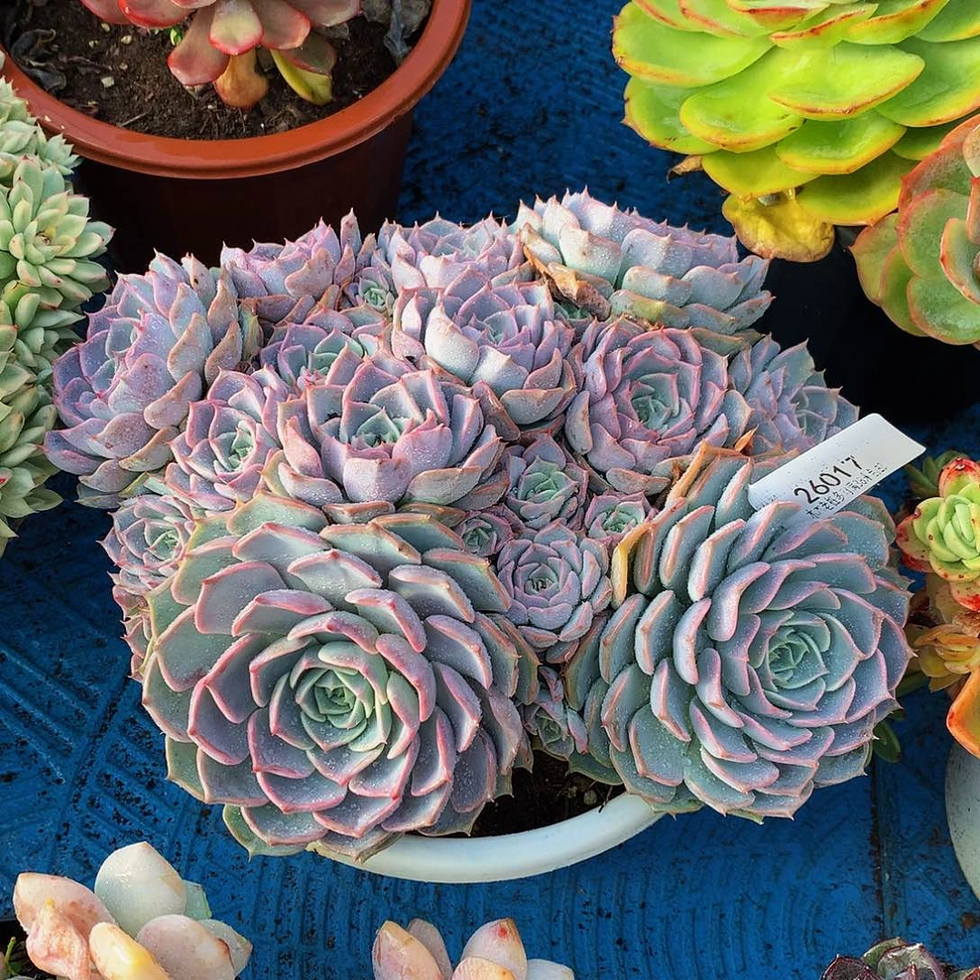 旧***梦   欧版海林娜多肉26017