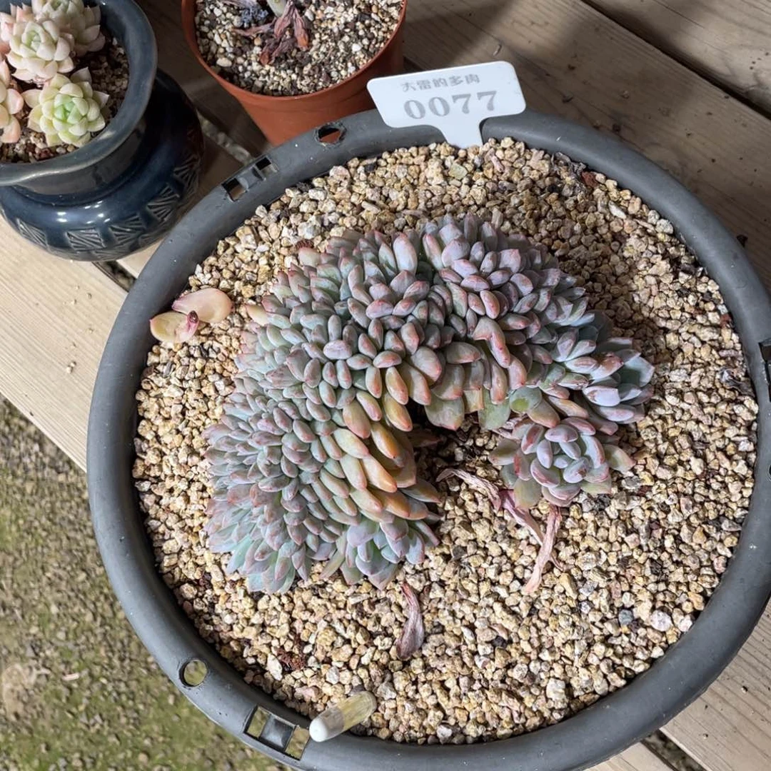 s****A0077橙子缀不带盆17厘米