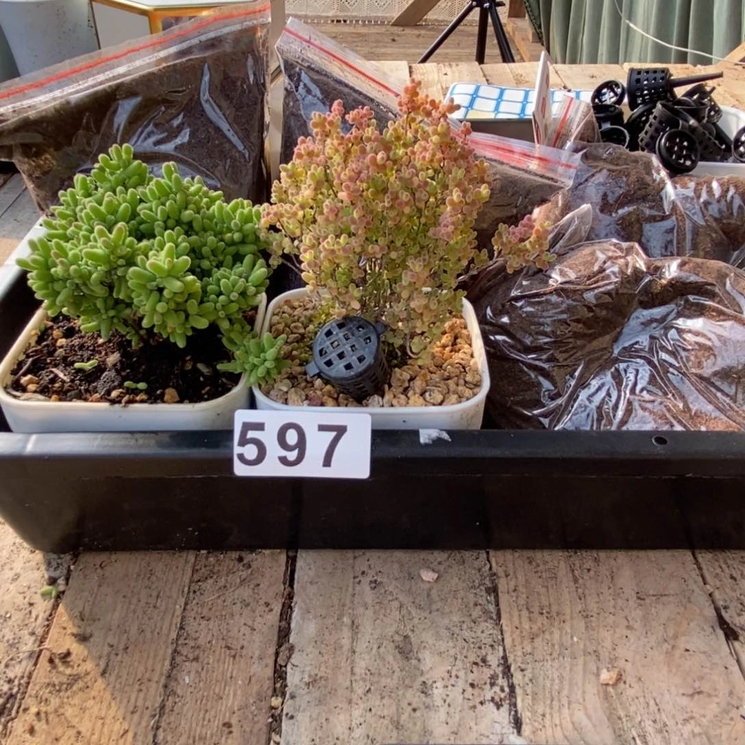 枝干番杏多肉植物597