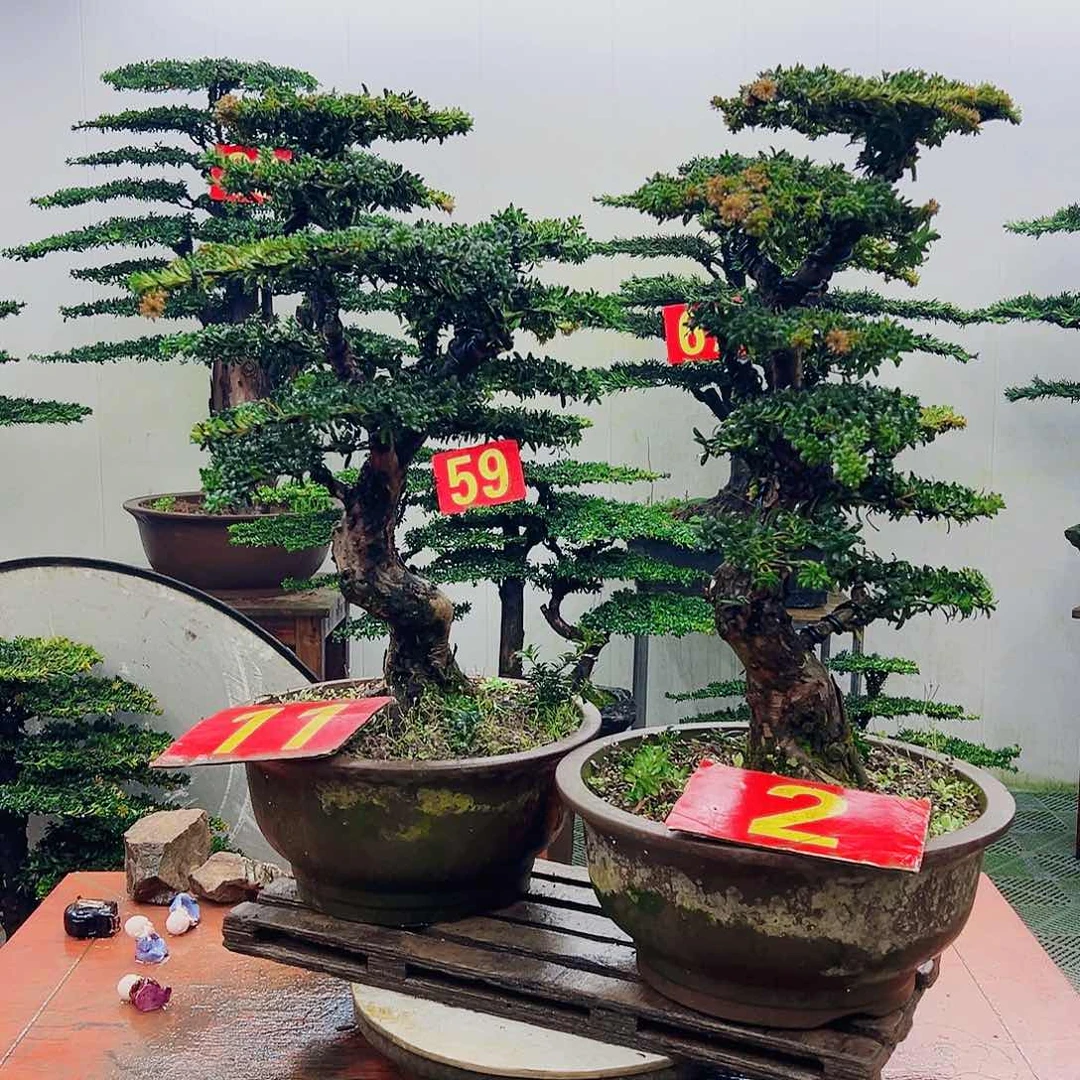 不开花植物罗汉松