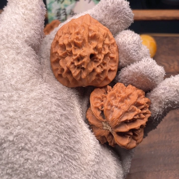 心***照核桃43尺秦岭野生大花