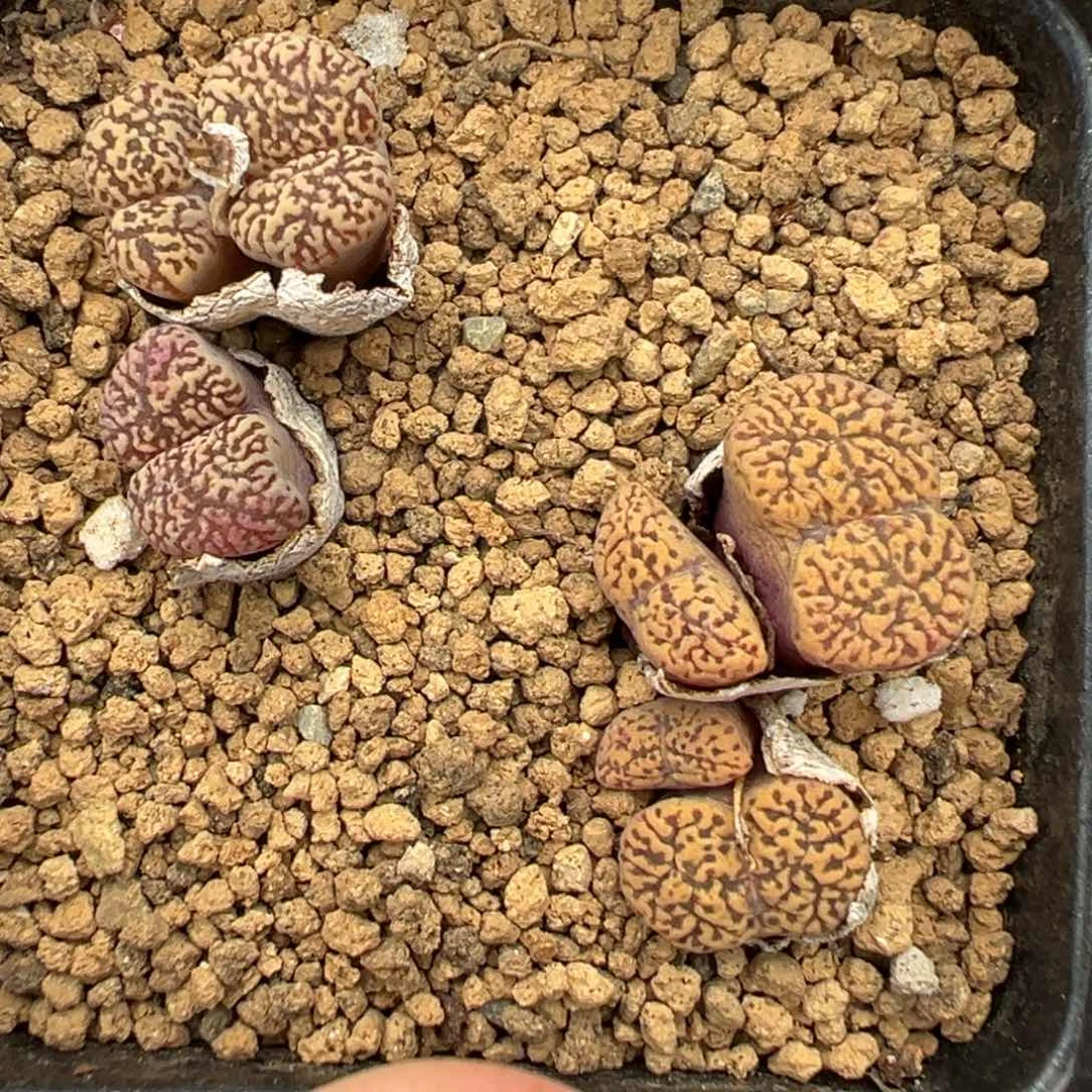 5-61肉锥多肉植物