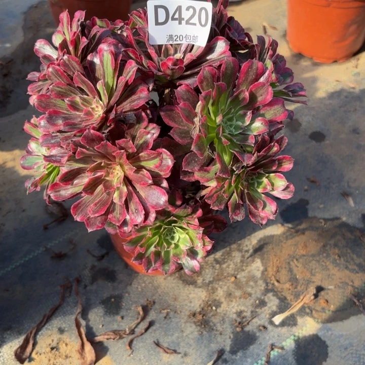 瑞妈多肉园艺420。同花顺，