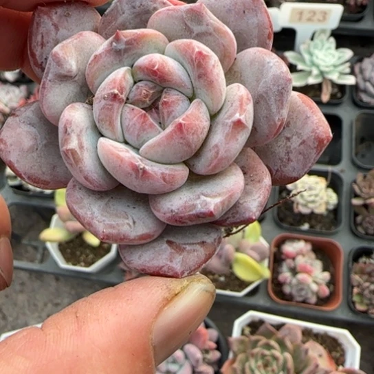 110星影多肉植物多