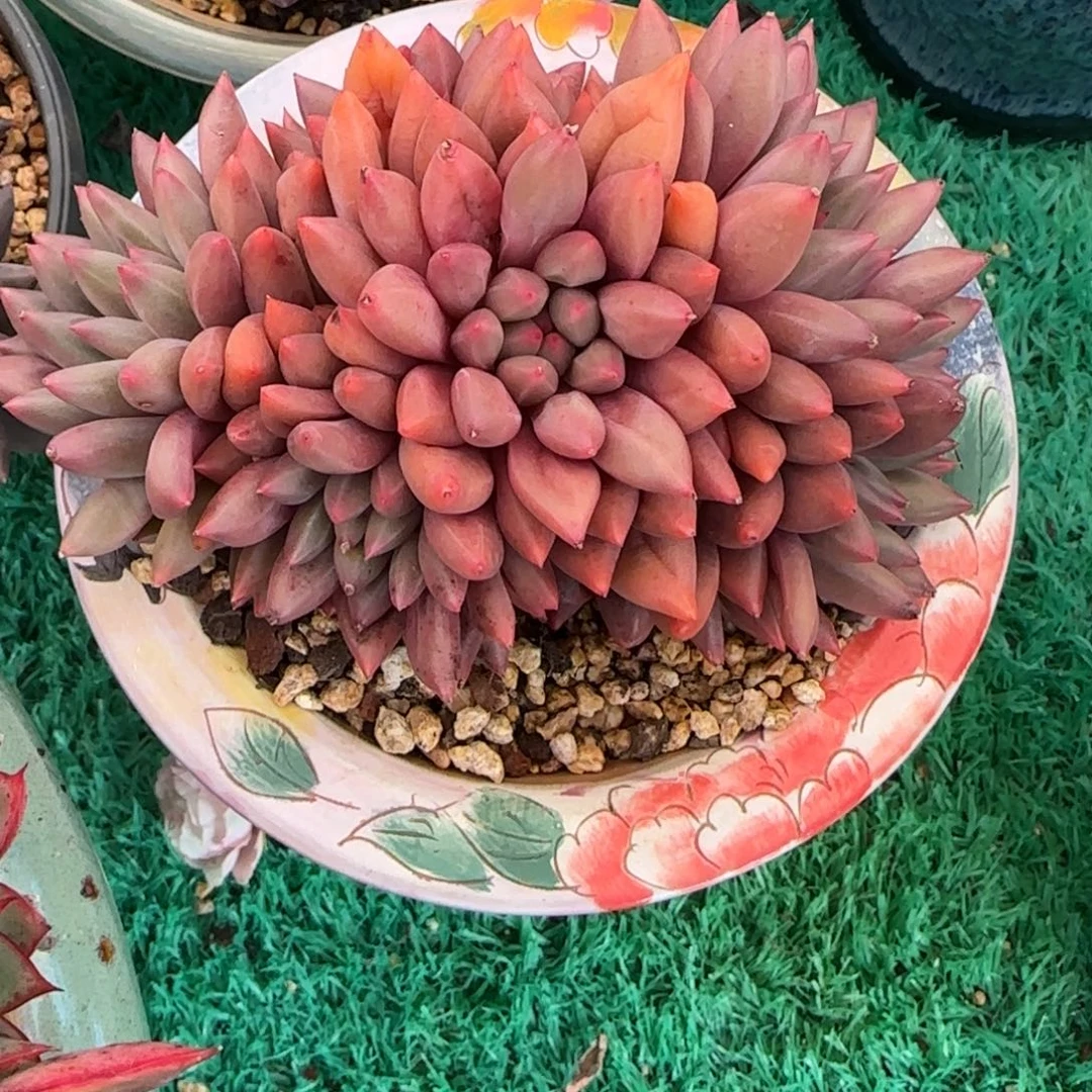 多肉植物多肉植物