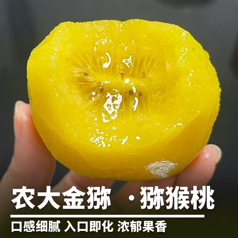 【京东】新品种西峡农大金猕黄心猕猴桃新鲜现摘香甜水果孕妇水果汁