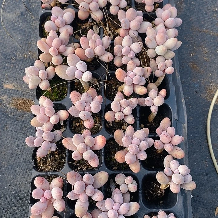 364-365 多肉植物盆栽花卉植物