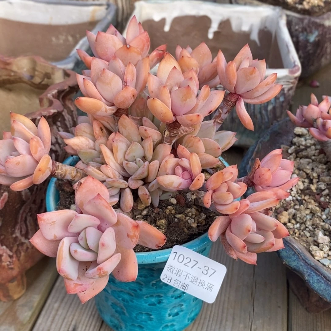 37号多肉群漂亮的