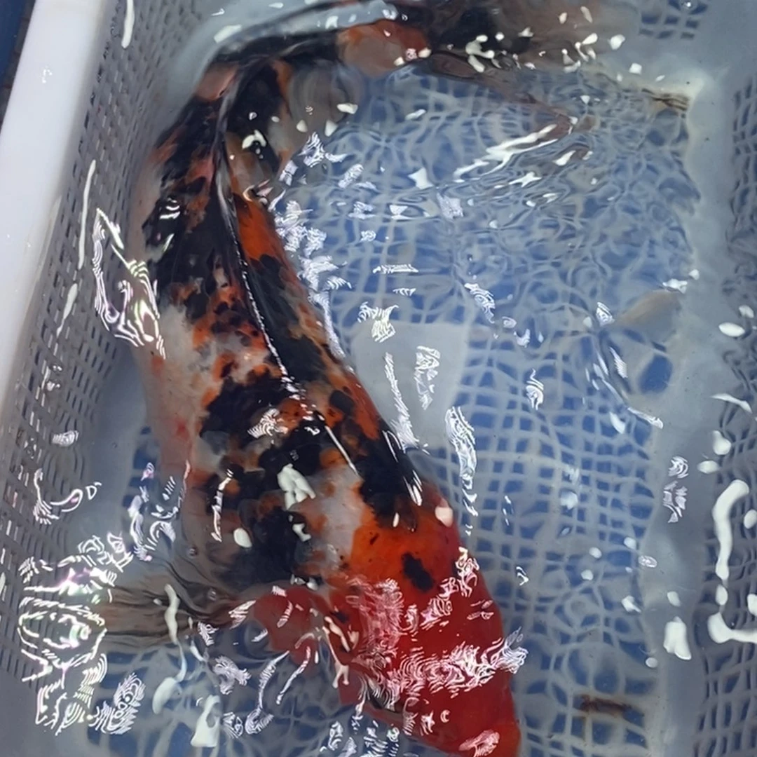 锦鲤冷水锦鲤包邮