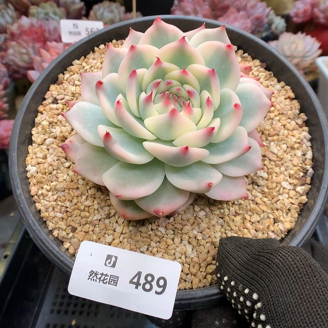 489吉娃娃锦多肉植物666