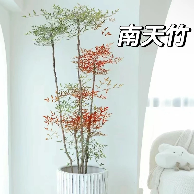 多年老桩火焰南天竹室内外庭院绿植好养耐活四季