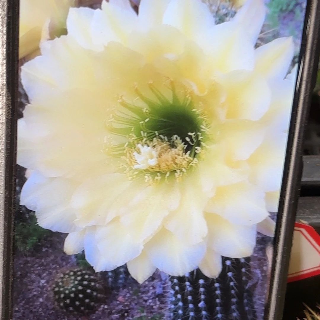 马克菠萝毛侧牙20包邮仙人球27