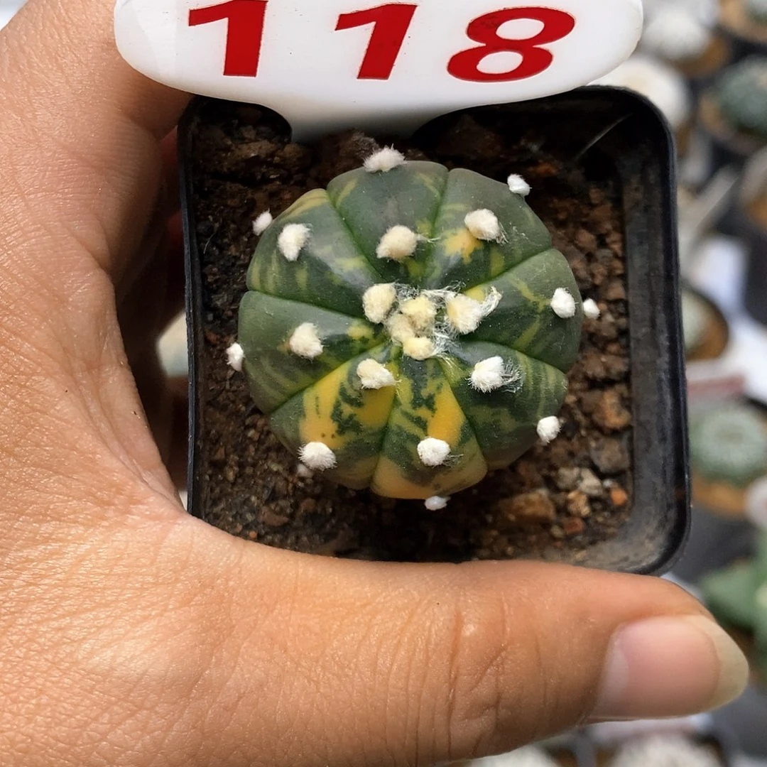 118福利特价来饿琉璃