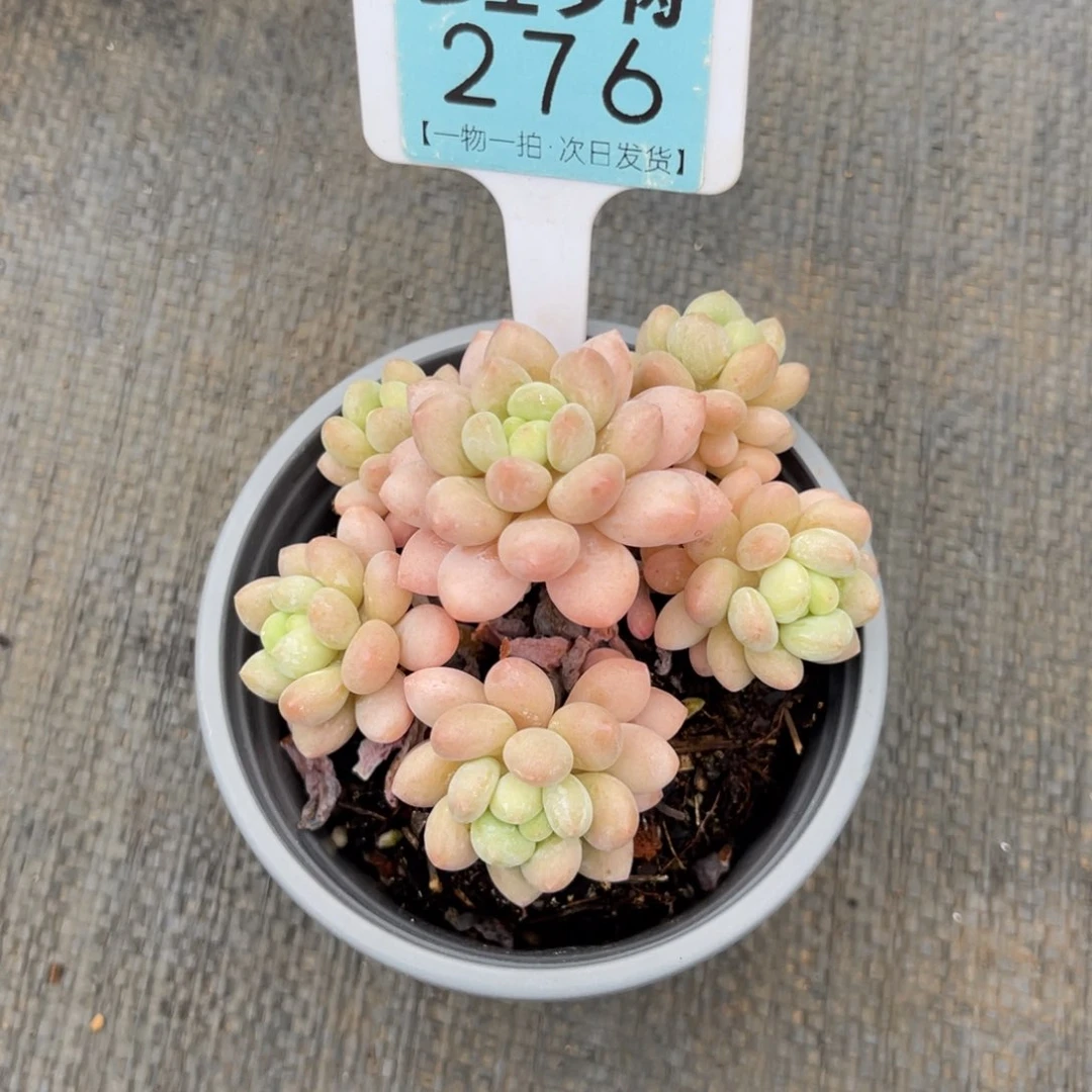 花*喵云尘多肉一物一拍276