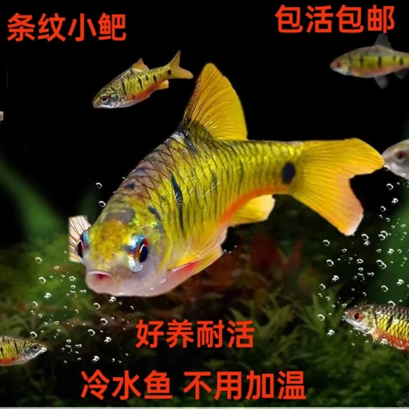原生鱼生态冷水条纹鲃淡水小溪鱼群游鱼好养耐活鱼苗观赏鱼二须鲃
