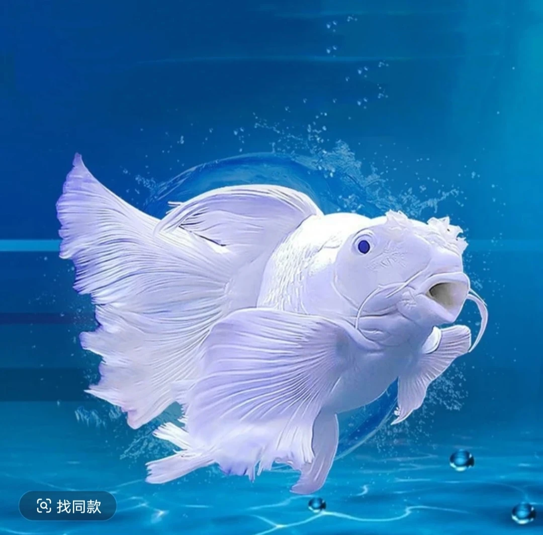 台湾蝴蝶鲤幼苗 直播间一物一拍